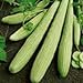 Foto Las semillas de pepino armenio Yard largas (Cucumis melo var. Flexuosus) 30 + 120 + (Semillas) nuevo éxito de ventas 2024-2023