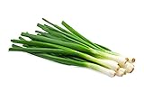 Scallion Bunching Onion Seeds, 250+ Evergreen Hardy White, Heirloom, Non-GMO, Allium fistulosum Photo, bestseller 2024-2023 new, best price $6.49 review
