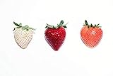 300Seeds Strawberry / Strawberry Seeds June Bearing Photo, bestseller 2024-2023 new, best price $9.99 ($0.03 / Count) review