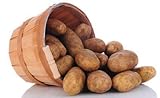 Simply Seed - Russet - Naturally Grown Seed Potatoes - 5 LBS - Ready for Springl Planting Photo, bestseller 2024-2023 new, best price $12.59 ($0.16 / Ounce) review