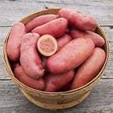 Seed Potatoes for Planting French Fingerling 5lbs. Photo, bestseller 2024-2023 new, best price $19.97 ($0.25 / Ounce) review
