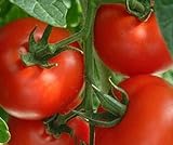Tomaten Samen Tomaten Saat Saatgut Tomaten Tomatensamen Tomatensamen (IDEAL) Foto, Bestseller 2024-2023 neu, bester Preis 3,00 € Rezension