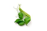 Pea Seeds for Planting - Sprouting - Microgreens - Oregon Sugar Pod II - About 100 Vegetable Seeds! Photo, bestseller 2024-2023 new, best price $6.99 review
