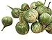 Foto Thai-Aubergine -Solanum virginianum- 100 Samen neu Bestseller 2024-2023