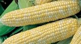 Bulk Organic Sweet Corn Seeds (1 LB) 2200 Seeds Photo, bestseller 2024-2023 new, best price $26.95 ($1.68 / Ounce) review