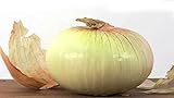 MOCCUROD 100 Georgia Sweet Vidalia Onion Seeds Home Vegetable Garden Seeds Photo, bestseller 2024-2023 new, best price $7.99 ($0.08 / Count) review