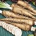 Foto Genipap 20 Semillas de hortalizas de rábano picante ruso Blanco. nuevo éxito de ventas 2024-2023