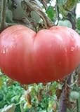 Tomaten Samen Tomaten Saat Saatgut Tomaten Tomatensamen Tomatensamen (PINK MAGIC) Foto, Bestseller 2024-2023 neu, bester Preis 3,00 € Rezension