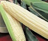 Silver Queen Sweet Corn Seed 1lb Photo, bestseller 2024-2023 new, best price $34.97 ($2.19 / Ounce) review