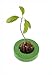 Foto R&R SHOP Avocado Germinator - Maceta flotante para germinación de aguacate, kit de cultivo de semillas, plástico de maíz 100% reciclable y compostable (Verde) nuevo éxito de ventas 2024-2023