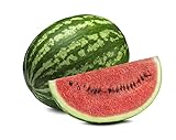 Crimson Sweet Watermelon Seeds - Non-GMO - 3 Grams Photo, bestseller 2024-2023 new, best price $3.99 review