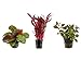 Foto Tropica Pflanzen Set 3 schöne rote Topf Pflanzen Aquariumpflanzenset Nr.12 Wasserpflanzen Aquarium Aquariumpflanzen neu Bestseller 2024-2023