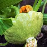 TomorrowSeeds - Benning's Green Tint Patty Pan Seeds - 60+ Count Packet - Bush Scallop Summer Squash Patisson Scallopini Vegetable Seed Photo, bestseller 2024-2023 new, best price $8.80 ($0.15 / Count) review