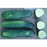 County Fair F1 Hybrid Cucumber Seeds (40 Seed Pack) Photo, bestseller 2024-2023 new, best price $5.19 review