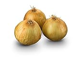 Texas Early Grano Onions Seeds, 300 Heirloom Seeds Per Packet, Non GMO Seeds, Botanical Name: Allium cepa, Isla's Garden Seeds Photo, bestseller 2024-2023 new, best price $5.99 ($0.02 / Count) review