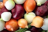 Multicolor Onion Seed Mx for Planting About 200 Seeds Photo, bestseller 2024-2023 new, best price $7.55 review