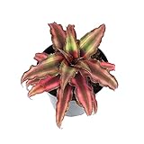 Plants for Pets Live Bromeliad Plant, Cryptanthus Bivittatus Bromeliads, Potted Houseplants with Planter Pot, Perennial Plants for Home Décor or Outdoor Garden, Fully Rooted in Potting Soil Photo, bestseller 2024-2023 new, best price $16.23 review