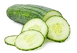 Cucumber Seeds for Planting Outdoors, 210 Straight Eight Cucumber Seeds, Thicker Cucumbers Than with Persian Cucumber Seeds, 6.3 Grams Photo, bestseller 2024-2023 new, best price $6.97 review