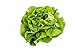 Photo 500 Buttercrunch Lettuce Seeds for Planting - Heirloom Non-GMO Vegetable Seeds for Planting - Hydroponics - Microgreens - AKA Butterhead Lettuce, Boston Lettuce, Bibb Lettuce new bestseller 2024-2023