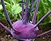 Photo 300 Graines de Chou Rave Delicatess Violet - légume ancien potager - méthode BIO nouveau best-seller 2022-2021