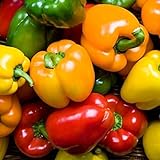 Rainbow Blend Sweet Bell Pepper Seeds, 50+ Premium Heirloom Seeds,So Much Fun!! A Must Have for Your Home Garden! (Isla's Garden Seeds), Non GMO, 85-90% Germination Rates, Seeds Photo, bestseller 2024-2023 new, best price $7.95 ($0.16 / count) review