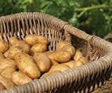 Russet Seed Potatoes NON-GMO Photo, bestseller 2024-2023 new, best price $14.99 review