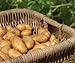 Photo Russet Seed Potatoes NON-GMO new bestseller 2023-2022