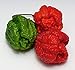 Foto Hot Chili Pfeffer X - Capsicum chinense - Pepper - 10 Samen neu Bestseller 2024-2023