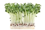 500 g Rettich Samen Bio Keimsaat “Daikon” für Sprossen Microgreens Vegan Rohkost Foto, Bestseller 2024-2023 neu, bester Preis 11,99 € (23,98 € / kg) Rezension