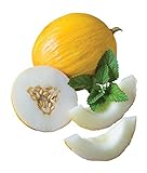 Burpee Twice As Nice Hybrid (Fonzy) Melon Seeds 15 seeds Photo, bestseller 2024-2023 new, best price $7.28 review