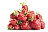 Strawberry Seeds-2000 Strawberry Seeds for Planting Indoors/Outdoors-Strawberry Seeds Heirloom Non GMO Organic-Alpine Strawberry Seeds for Planting Home Garden-Climbing Strawberry Tree Seeds Photo, bestseller 2024-2023 new, best price $12.99 ($0.01 / Count) review