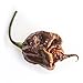 Photo Pepper Joe’s Trinidad Scorpion Chocolate Cappuccino Pepper Seeds ­­­­­– Pack of 10+ Rare Superhot Chili Pepper Seeds – USA Grown ­– Premium Cappuccino Scorpion Seeds for Planting new bestseller 2024-2023