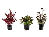 Tropica Pflanzen Set mit 3 schönen roten Topf Pflanzen Aquariumpflanzenset Nr.13 Wasserpflanzen Aquarium Aquariumpflanzen Foto, Bestseller 2024-2023 neu, bester Preis 15,44 € Rezension