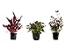 Foto Tropica Pflanzen Set mit 3 schönen roten Topf Pflanzen Aquariumpflanzenset Nr.13 Wasserpflanzen Aquarium Aquariumpflanzen neu Bestseller 2024-2023