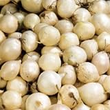 (20) Sweet White Ebanezer Onion Sets for Growing Your Own Onions for Great Tasting Vegetables Photo, bestseller 2024-2023 new, best price $10.69 review