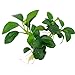 Foto Anubias nana Petite, Wasserpflanze Loose mit Wurzeln, Kleine Anubias neu Bestseller 2024-2023