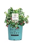 Premier Plant Solutions 19858 Bushel and Berry Dwarf Thornless Red (Rubus) Strawberry, 2 Gallon, Raspberry Shortcake Photo, bestseller 2024-2023 new, best price $59.95 review