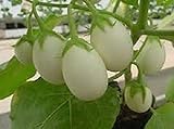 25 Pianta Delle Uova Seeds, Excellent italian Small white Eggplant Photo, bestseller 2024-2023 new, best price $2.99 review