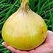 Photo Ailsa Craig Exhibition Onions Seeds (25+ Seeds) new bestseller 2024-2023