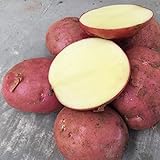 200 Stück Kartoffelsamen Schnell wachsende hoch ertragreiche rote hoch ertragreiche Gemüsesamen für den Garten - Kartoffelsamen Foto, Bestseller 2024-2023 neu, bester Preis 8,78 € Rezension