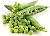 Non-GMO, Pea Seeds, 130 Seeds, Bend and Snap Pea Photo, bestseller 2024-2023 new, best price $5.05 review