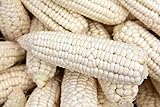 Weisser Mais - Zuckermais - 40 Samen - sehr süßer asiatischer Maissamen Foto, Bestseller 2024-2023 neu, bester Preis 3,49 € Rezension