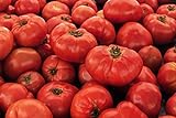 IB Prosperity Tomato VR Moscow (Determinate) 100mg Seeds for Planting, Solanum lycopersicum, Non-GMO, Non-Hybrid, Heirloom, Open Pollinated - High Germination Rate, Vegetable Gardening Seed Photo, bestseller 2024-2023 new, best price $6.99 review