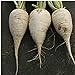 Photo German Beer Radishes Seeds (20+ Seeds) | Non GMO | Vegetable Fruit Herb Flower Seeds for Planting | Home Garden Greenhouse Pack new bestseller 2024-2023