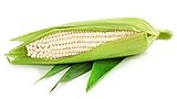 Silver Queen White Corn, 50 Heirloom Seeds Per Packet, Non GMO Seeds Photo, bestseller 2024-2023 new, best price $6.25 ($0.12 / Count) review