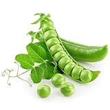 Earthcare Seeds Pea Alaska Early Spring Bush 100 Seeds (Pisum sativum) - Heirloom - Open Pollinated - Non GMO - Earthcare Seeds Photo, bestseller 2024-2023 new, best price $7.95 ($0.08 / Count) review