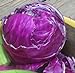 Photo Cabbage Red Acre Great Heirloom Vegetable by Seed Kingdom 700 Seeds new bestseller 2024-2023