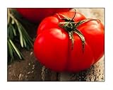 250 Beefsteak Tomato Seeds | Non-GMO | Fresh Garden Seeds Photo, bestseller 2024-2023 new, best price $6.99 ($0.03 / Count) review
