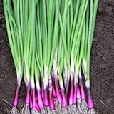 Scallion “Red Beard” – Bunching Onion Type - Resilient Green Onion Variety | Heirlooms Seeds by Liliana's Garden | Photo, bestseller 2024-2023 new, best price $6.95 review