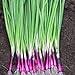 Photo Scallion “Red Beard” – Bunching Onion Type - Resilient Green Onion Variety | Heirlooms Seeds by Liliana's Garden | new bestseller 2023-2022